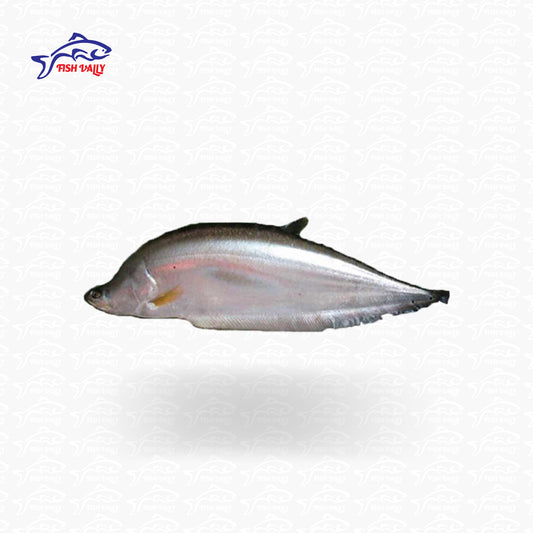 Citol Fish (চিতল মাছ) - Price: 1,700Tk per kg | Size: 8-10 kg