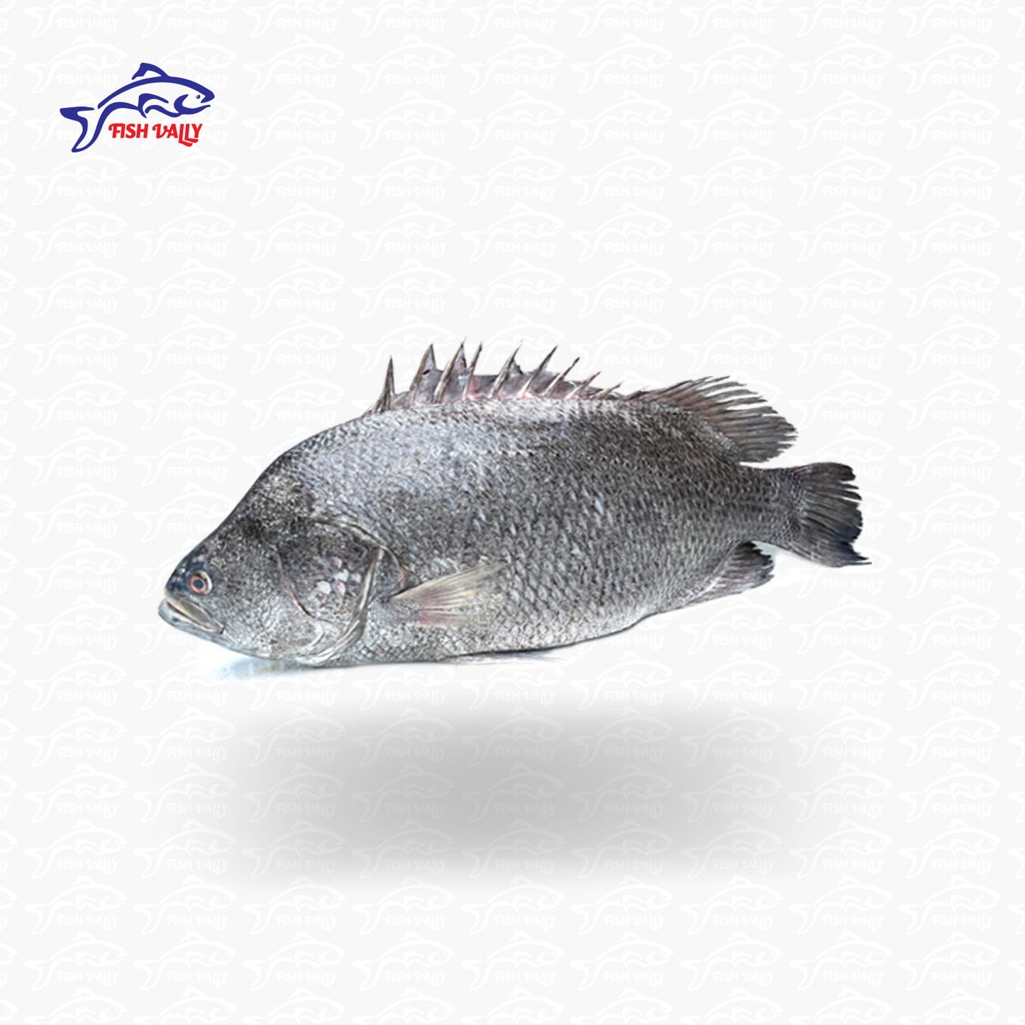 Koi Koral (কৈ কোরাল)