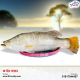 Sundarbans Fish