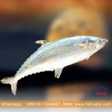 Surma Fish