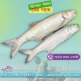 Taira Fish, Indian Salmon