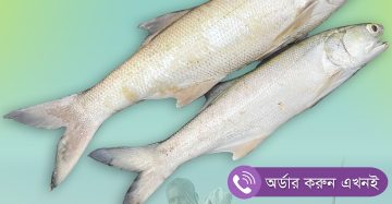 Taira Fish, Indian Salmon